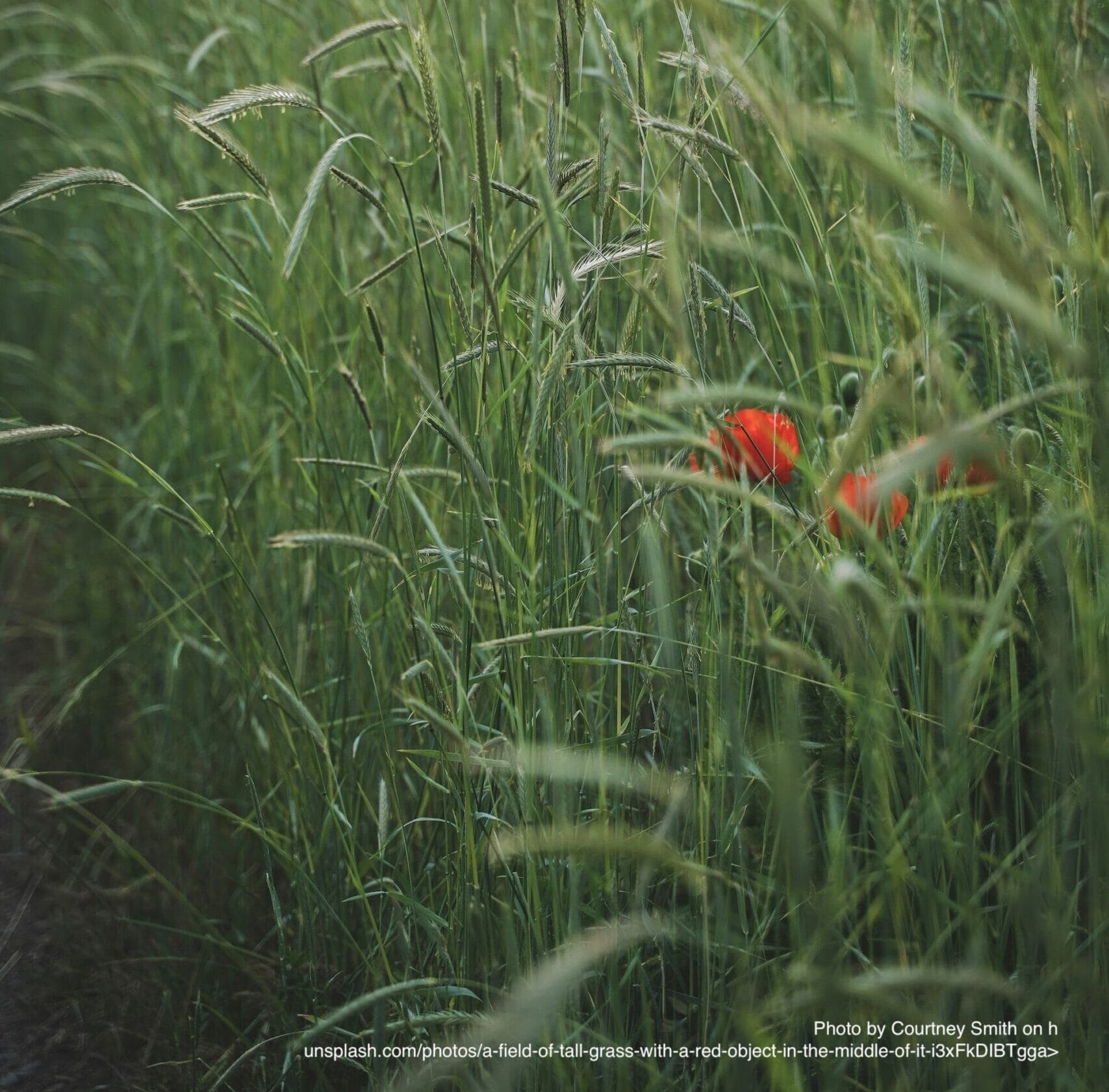 inquiry recommendations Jay Photo by Courtney Smith on h unsplash.com/photos/a-field-of-tall-grass-with-a-red-object-in-the-middle-of-it-i3xFkDIBTgga>